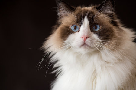portrait of a beautiful Ragdoll cat with blue eyes.の写真素材