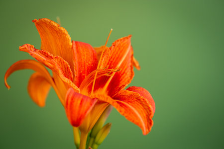 Bright orange lilies on green background.の写真素材