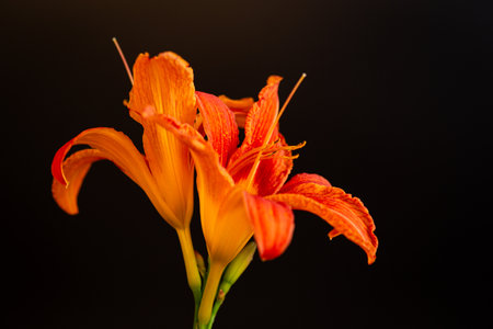 Beautiful bouquet of orange lilies on black background.の写真素材