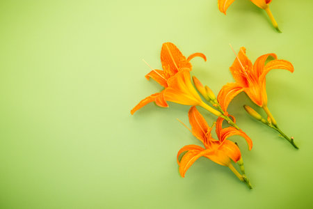 Top view of bright lilies on green surface.の写真素材