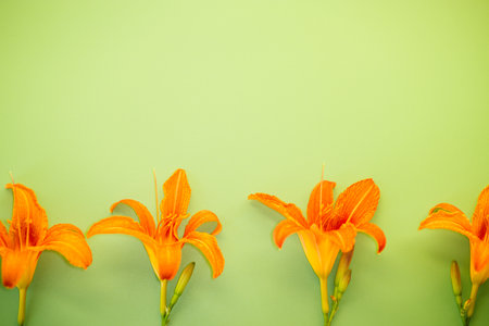 Blooming orange lily bud on green background.の写真素材