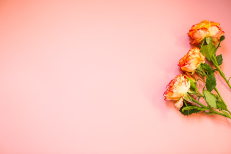 Macro photography of bright rose in studio isolation.の写真素材