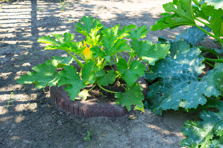 Vegetables at the dacha with recycling of car tires.の写真素材