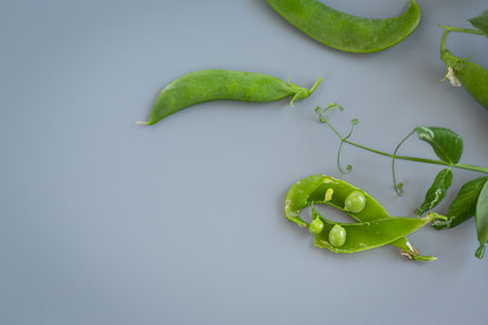 A branch of green peas with open pods close-up.の写真素材
