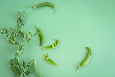 Organic peas with branches on green surface.の写真素材