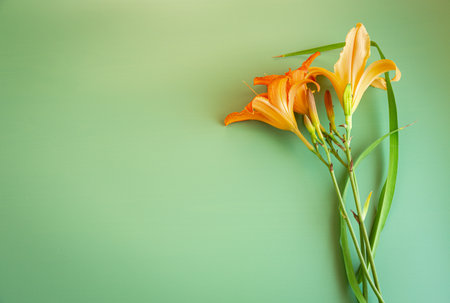 Orange and yellow lilies on a green background.の写真素材