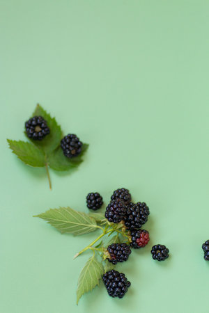 Blackberries on a white background with a slight reflection on a green background.の写真素材