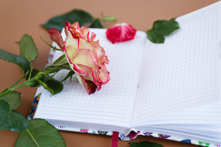 Flat lay of blooming rose and writing space.