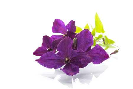 Branch of purple clematis isolated on white background.の写真素材