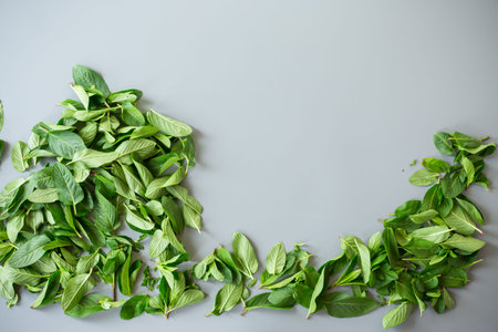 Green mint leaves close-up on stone background.