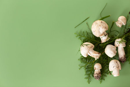 Natural champignon mushrooms on green background.