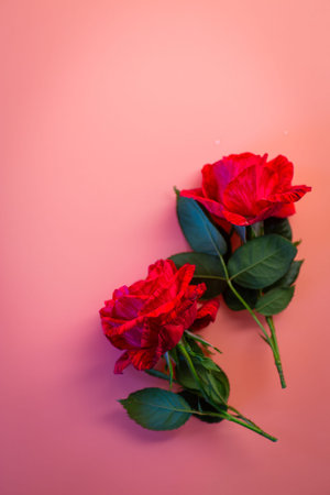 Two bright red roses on a pink background.