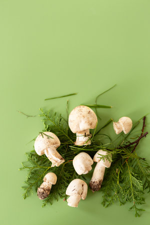 Natural champignon mushrooms on green background.の写真素材