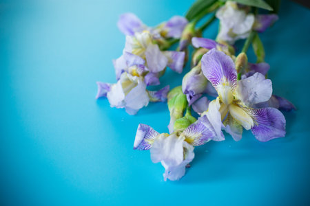 Iris flowers with lilac petals on a blue background.