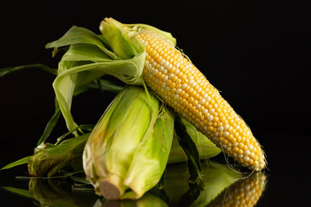 organic sweet corn on black background.