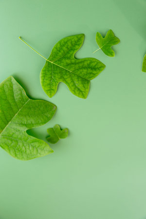 Decorative leaves with interesting shape lie on green background.
