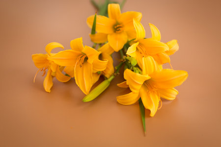 Fresh lily bouquet with rich color tones.の写真素材