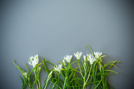 Natural white flowers on a gray background.