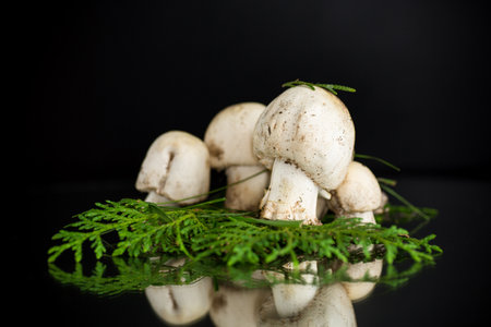 Natural harvest of fresh champignon mushrooms on black background.の写真素材