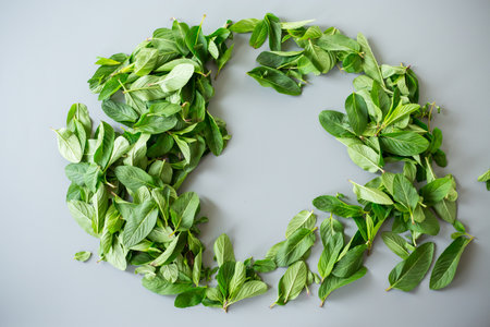 Fresh mint on a gray surface.の写真素材