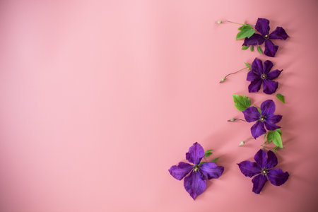 blooming clematis isolated top view on congratulatory pink background.の写真素材