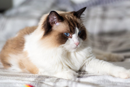 Closeup of relaxed ragdoll cat in peaceful home.の写真素材