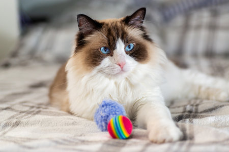 Elegant white and brown cat looking at camera.の写真素材