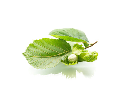 Organic raw hazelnut fruit on white background.の写真素材