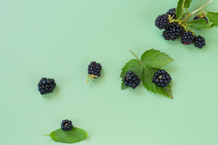 Ripe blackberries with green leaves on a green background.