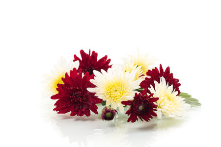 yellow and red chrysanthemums on a white background.の写真素材