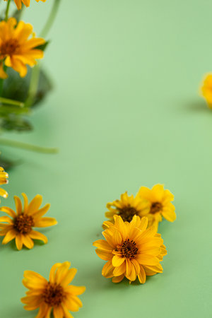 Wild yellow daisy flowers arranged with leaves on background.の写真素材