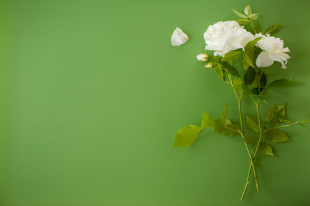 Single white rose isolated on green background.