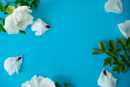 Elegant white peony with empty space for text.の写真素材