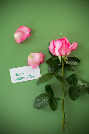 Single pink rose on green background isolated.の写真素材