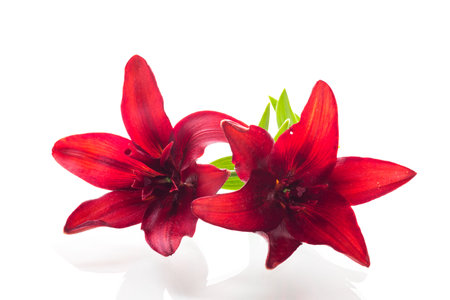 Pair of fresh red lilies on pure white background.の写真素材