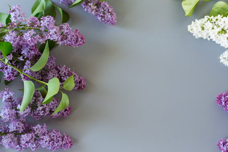 Spring lilac with leaves on a gray background with copy space.の写真素材