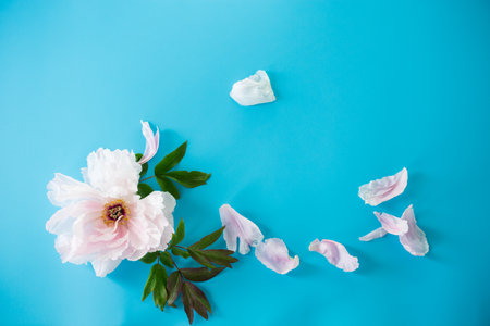 Pink peony with lush petals on a blue background from above.の写真素材