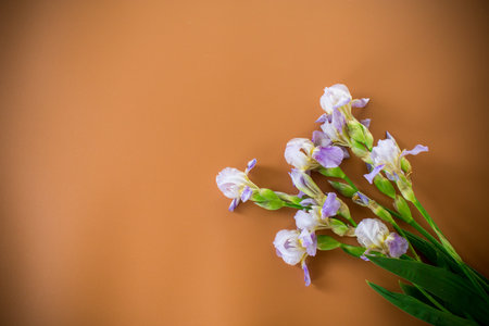 Delicate irises with long green leaves on a brown background.の写真素材