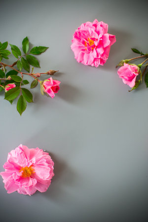 Rose flowers on a smooth pastel surface.の写真素材