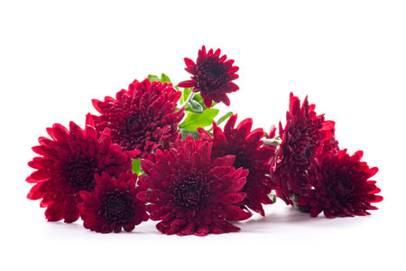 Fresh red chrysanthemums with green leaves on white surface.の写真素材