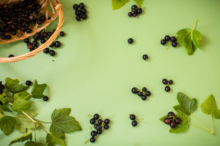 Summer fresh blackcurrants on a green background.の写真素材