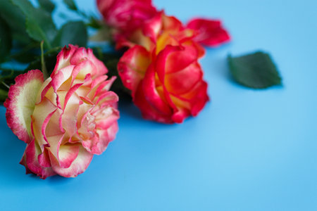 Colorful roses and petals over bright clean backdrop.の写真素材