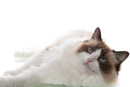 Elegant and fluffy ragdoll posing in a photo studio.の写真素材