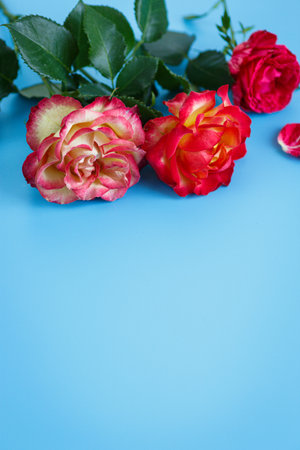 Romantic rose bouquet with petals and leaves visible.の写真素材