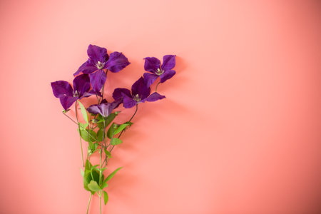 Branch of purple clematis isolated on pink background.の写真素材