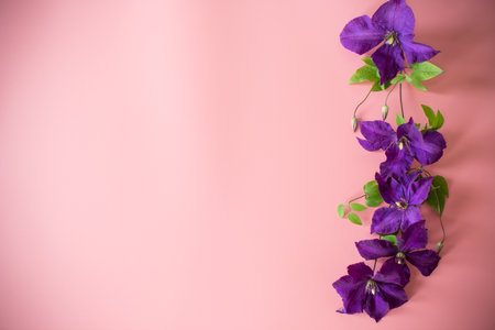 blooming clematis isolated top view on pink background.の写真素材