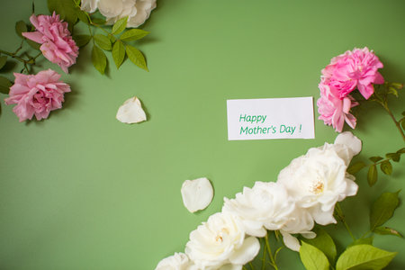Isolated White and pink rose with soft lighting.の写真素材