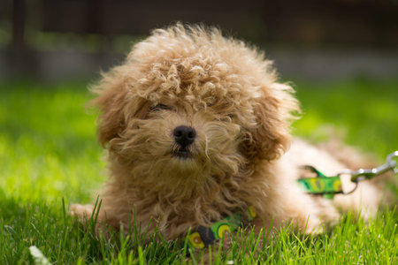 A fluffy domestic animal lying on a meadow in sunny weather.