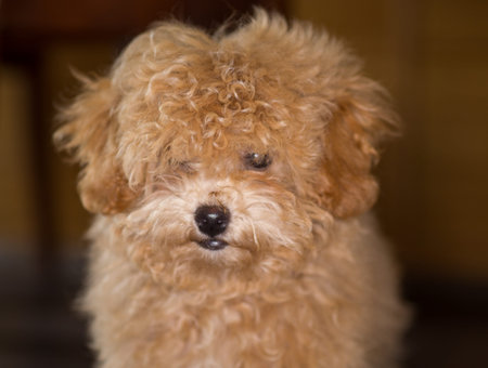 Adorable Maltipoo puppy posing in a home interior.の写真素材
