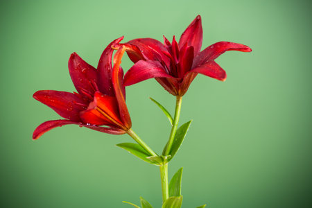Two large red lilies on green background.の写真素材